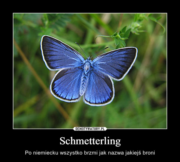 Schmetterling – Po niemiecku wszystko brzmi jak nazwa jakiejś broni 