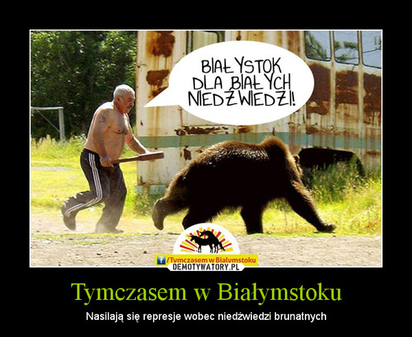 Tymczasem w Białymstoku – Nasilają się represje wobec niedźwiedzi brunatnych 