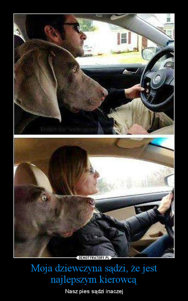 Moja dziewczyna sądzi, że jest najlepszym kierowcą – Nasz pies sądzi inaczej 