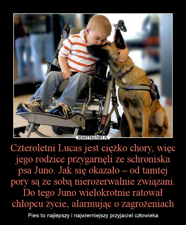Czteroletni Lucas jest ciężko chory, więc jego rodzice przygarnęli ze schroniska psa Juno. Jak się okazało – od tamtej pory są ze sobą nierozerwalnie związani. Do tego Juno wielokrotnie ratował chłopcu życie, alarmując o zagrożeniach – Pies to najlepszy i najwierniejszy przyjaciel człowieka 