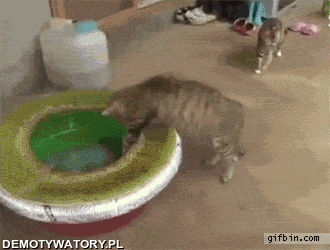I to jest powód – tego, że koty boją się wody! 