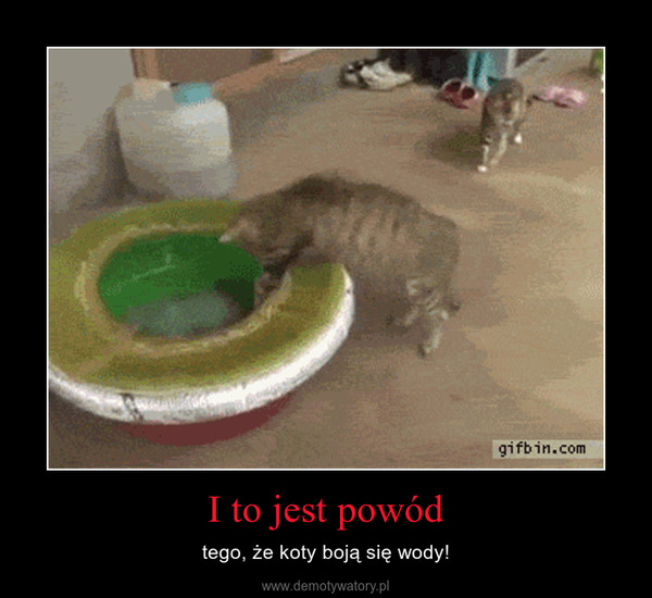 I to jest powód – tego, że koty boją się wody! 