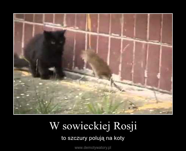 W sowieckiej Rosji – to szczury polują na koty 