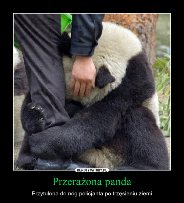 Przerażona panda – Przytulona do nóg policjanta po trzęsieniu ziemi 