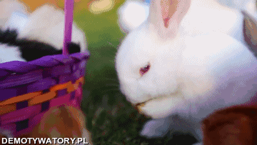 Na Wielkanoc od króliczka, niech Ci wpadną do koszyczka, niezła kasa i kiełbasa, radość życia, coś do picia i na miłość chęci tyle, by mieć wszystko inne w tyle! – Wesołych Świąt życzy ekipa Demotywatory.pl 