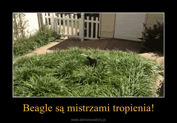 Beagle są mistrzami tropienia! –  