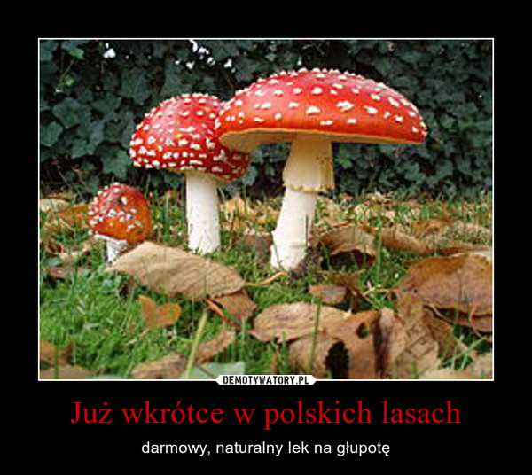Już wkrótce w polskich lasach