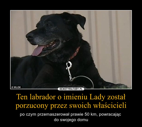 Ten labrador o imieniu Lady został porzucony przez swoich właścicieli – po czym przemaszerował prawie 50 km, powracając \ndo swojego domu 