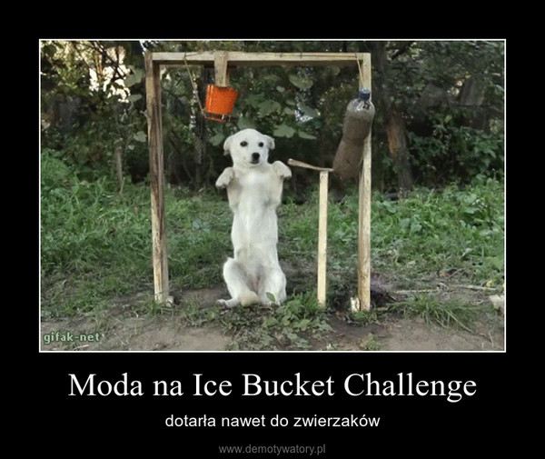 Moda na Ice Bucket Challenge – dotarła nawet do zwierzaków 