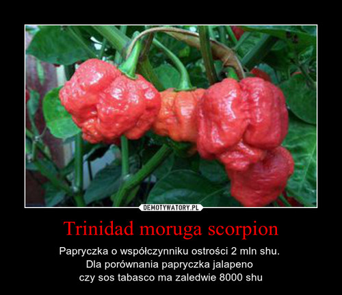Trinidad moruga scorpion