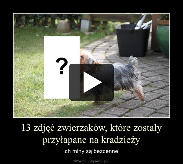 13 zdjęć zwierzaków, które zostały przyłapane na kradzieży – Ich miny są bezcenne! 