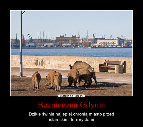 Bezpieczna Gdynia – Dzikie świnie najlepiej chronią miasto przedislamskimi terrorystami 