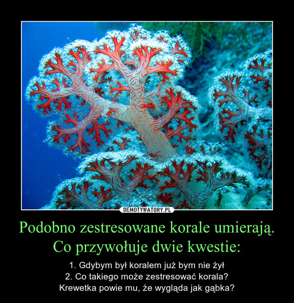 Podobno zestresowane korale umierają. Co przywołuje dwie kwestie: – 1. Gdybym był koralem już bym nie żył2. Co takiego może zestresować korala?Krewetka powie mu, że wygląda jak gąbka? 