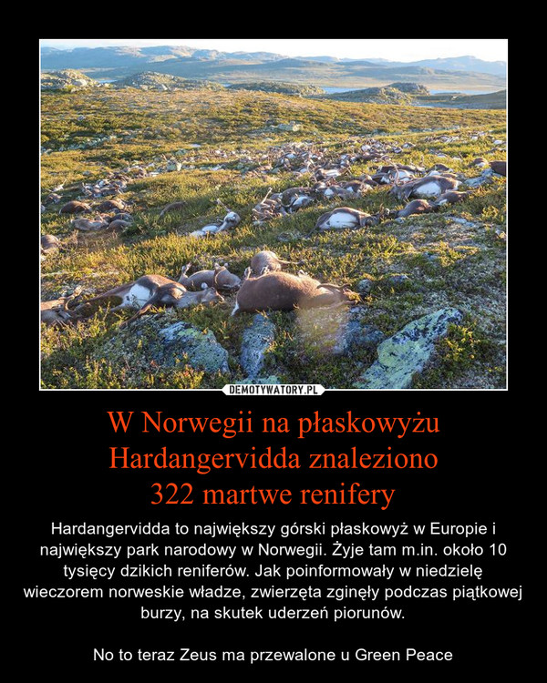 W Norwegii na płaskowyżu Hardangervidda znaleziono
322 martwe renifery