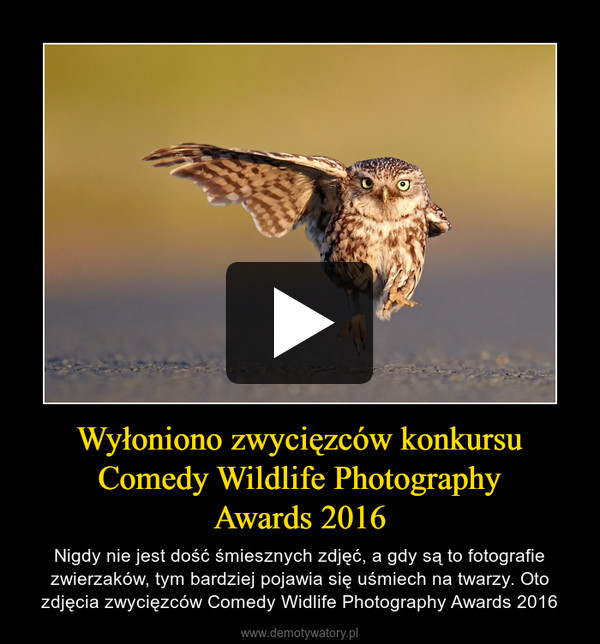 Wyłoniono zwycięzców konkursu Comedy Wildlife PhotographyAwards 2016 – Nigdy nie jest dość śmiesznych zdjęć, a gdy są to fotografie zwierzaków, tym bardziej pojawia się uśmiech na twarzy. Oto zdjęcia zwycięzców Comedy Widlife Photography Awards 2016 