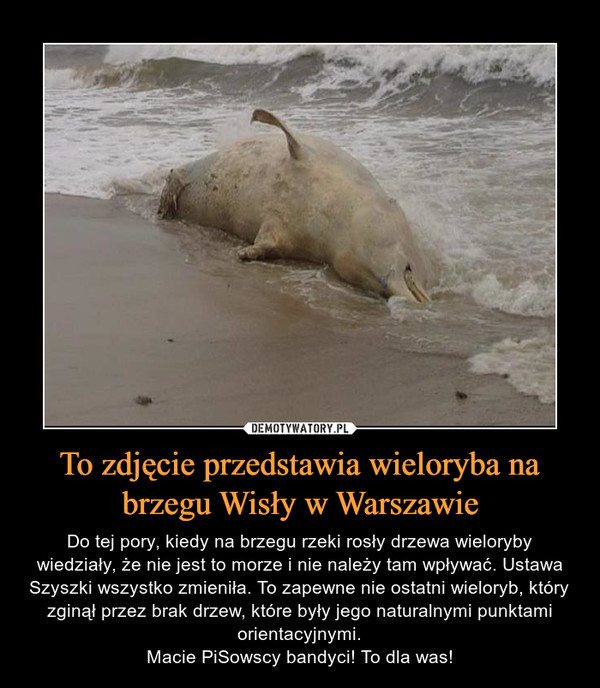 To zdjęcie przedstawia wieloryba na brzegu Wisły w Warszawie – Do tej pory, kiedy na brzegu rzeki rosły drzewa wieloryby wiedziały, że nie jest to morze i nie należy tam wpływać. Ustawa Szyszki wszystko zmieniła. To zapewne nie ostatni wieloryb, który zginął przez brak drzew, które były jego naturalnymi punktami orientacyjnymi.Macie PiSowscy bandyci! To dla was! 