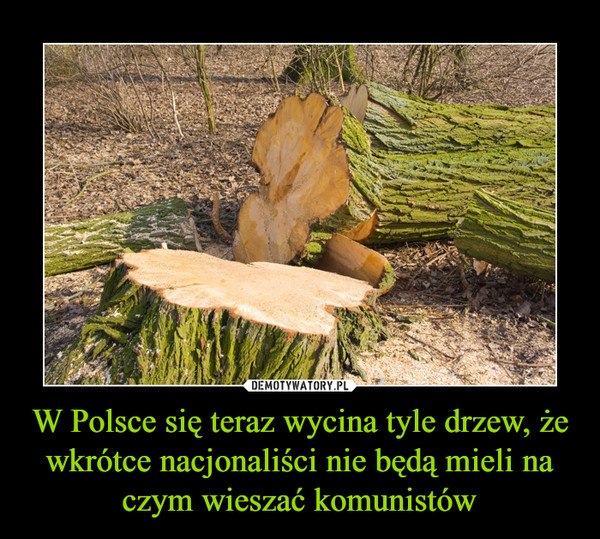 W Polsce się teraz wycina tyle drzew, że wkrótce nacjonaliści nie będą mieli na czym wieszać komunistów –  