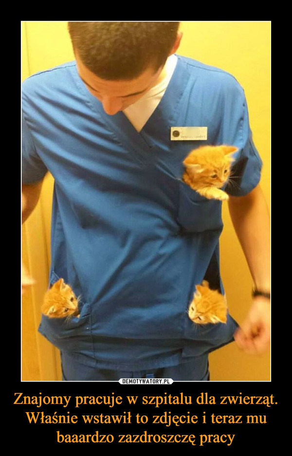 Znajomy pracuje w szpitalu dla zwierząt. Właśnie wstawił to zdjęcie i teraz mu baaardzo zazdroszczę pracy –  