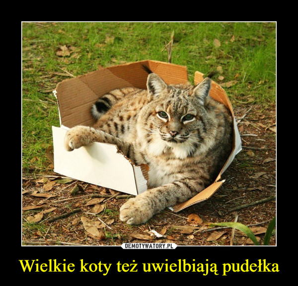Wielkie koty też uwielbiają pudełka –  
