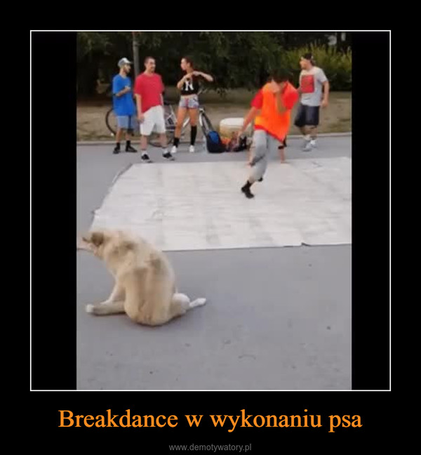 Breakdance w wykonaniu psa –  