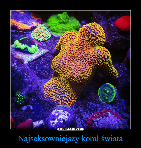 Najseksowniejszy koral świata