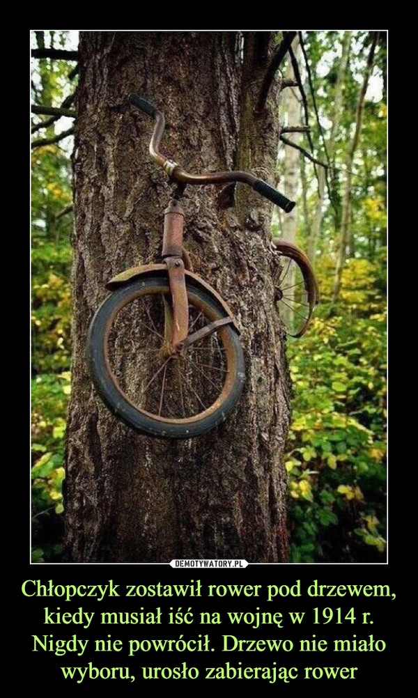 Chłopczyk zostawił rower pod drzewem, kiedy musiał iść na wojnę w 1914 r. Nigdy nie powrócił. Drzewo nie miało wyboru, urosło zabierając rower
