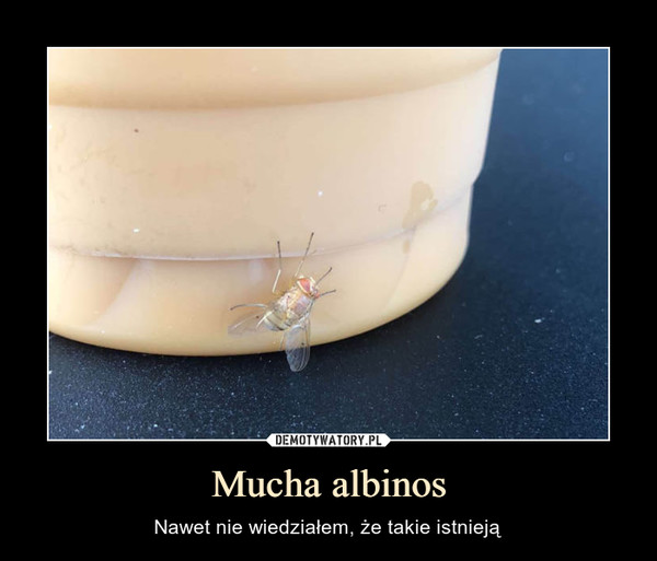Mucha albinos – Nawet nie wiedziałem, że takie istnieją 
