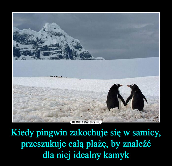 Kiedy pingwin zakochuje się w samicy, przeszukuje całą plażę, by znaleźć
dla niej idealny kamyk
