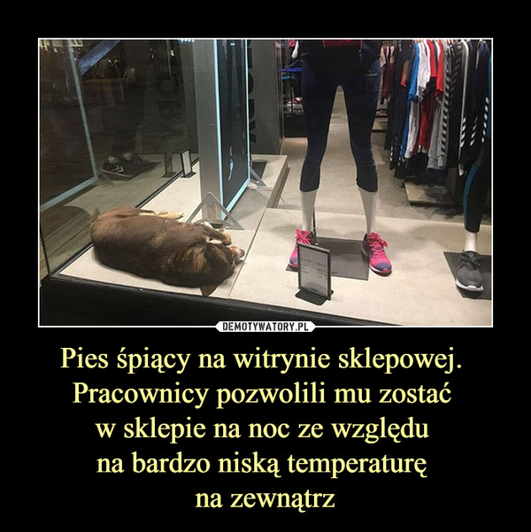Pies śpiący na witrynie sklepowej. 
Pracownicy pozwolili mu zostać 
w sklepie na noc ze względu 
na bardzo niską temperaturę 
na zewnątrz