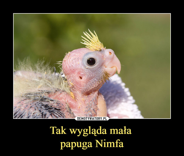 Tak wygląda mała 
papuga Nimfa