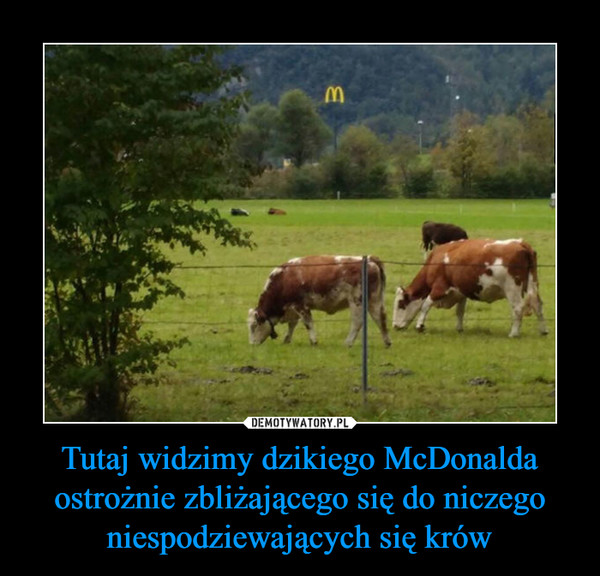 Tutaj widzimy dzikiego McDonalda ostrożnie zbliżającego się do niczego niespodziewających się krów –  
