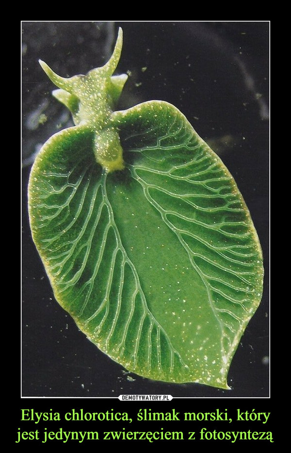 Elysia chlorotica, ślimak morski, który jest jedynym zwierzęciem z fotosyntezą –  