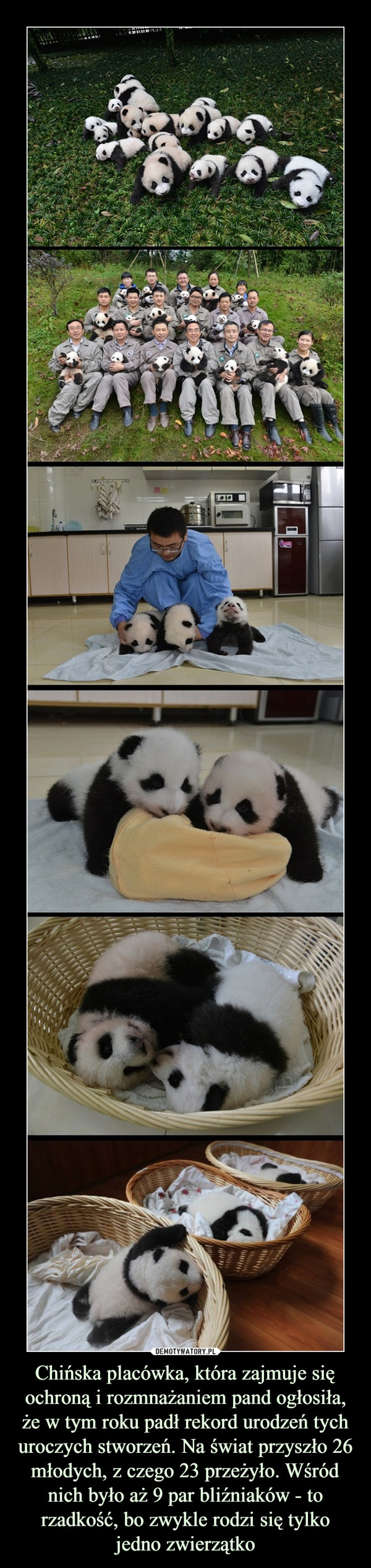 Chińska placówka, która zajmuje się ochroną i rozmnażaniem pand ogłosiła, że w tym roku padł rekord urodzeń tych uroczych stworzeń. Na świat przyszło 26 młodych, z czego 23 przeżyło. Wśródnich było aż 9 par bliźniaków - to rzadkość, bo zwykle rodzi się tylko jedno zwierzątko –  