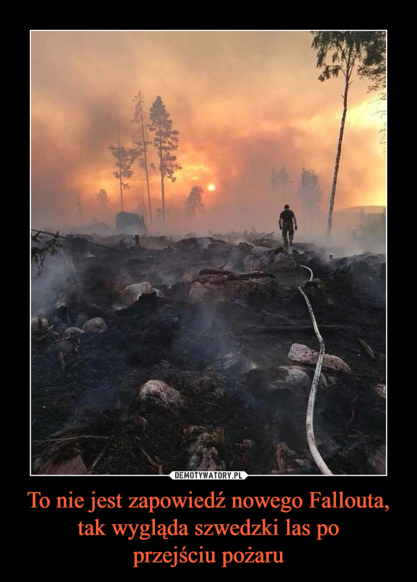 To nie jest zapowiedź nowego Fallouta, tak wygląda szwedzki las po
przejściu pożaru