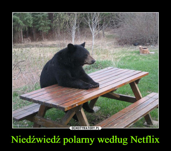 Niedźwiedź polarny według Netflix