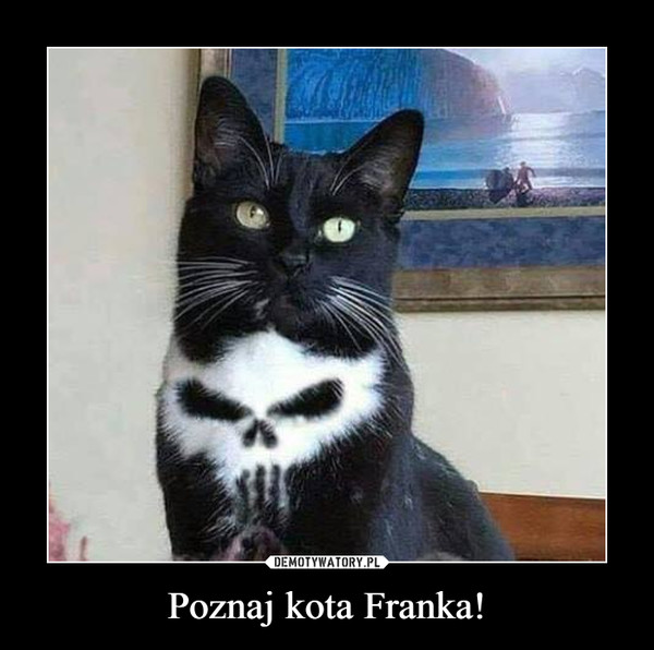 Poznaj kota Franka! –  