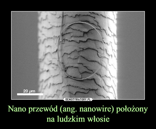 Nano przewód (ang. nanowire) położony na ludzkim włosie –  