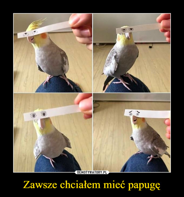 Zawsze chciałem mieć papugę –  