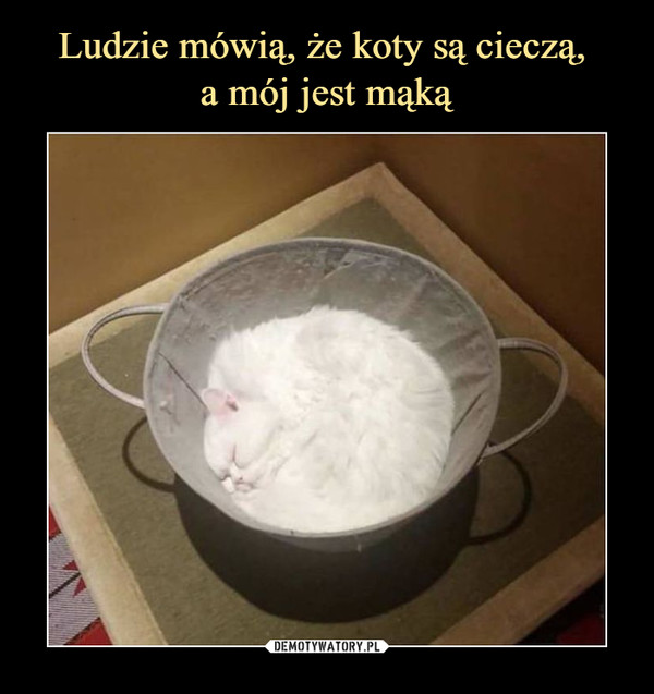 Ludzie mówią, że koty są cieczą, 
a mój jest mąką