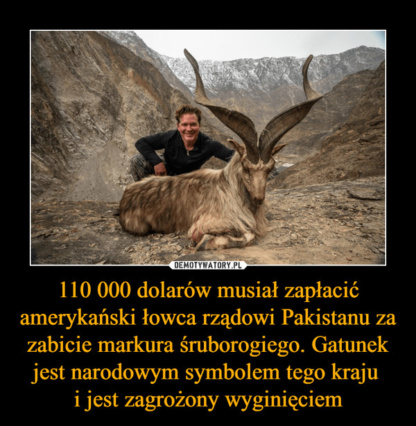 110 000 dolarów musiał zapłacić amerykański łowca rządowi Pakistanu za zabicie markura śruborogiego. Gatunek jest narodowym symbolem tego kraju i jest zagrożony wyginięciem –  