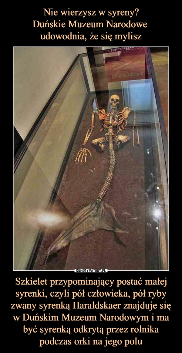 Szkielet przypominający postać małej syrenki, czyli pół człowieka, pół ryby zwany syrenką Haraldskaer znajduje się w Duńskim Muzeum Narodowym i ma być syrenką odkrytą przez rolnika podczas orki na jego polu –  