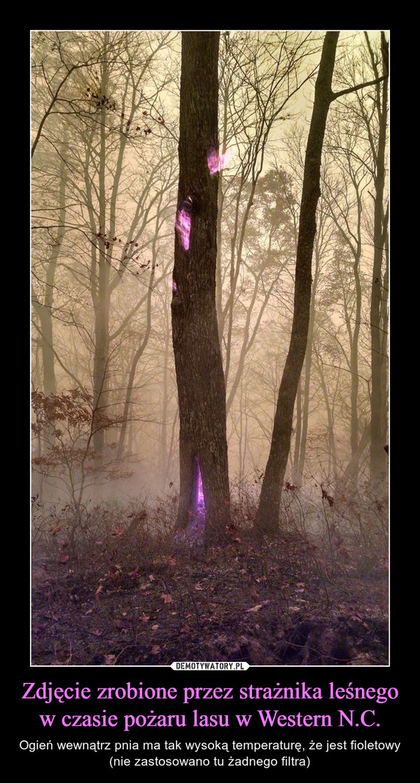 Zdjęcie zrobione przez strażnika leśnego w czasie pożaru lasu w Western N.C. – Ogień wewnątrz pnia ma tak wysoką temperaturę, że jest fioletowy (nie zastosowano tu żadnego filtra) 