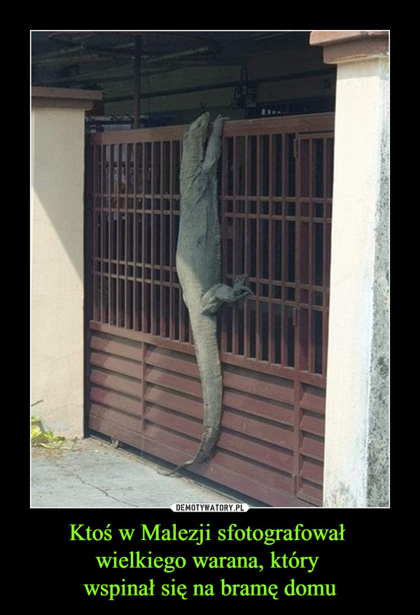 Ktoś w Malezji sfotografował 
wielkiego warana, który 
wspinał się na bramę domu