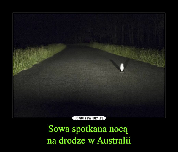 Sowa spotkana nocą na drodze w Australii –  