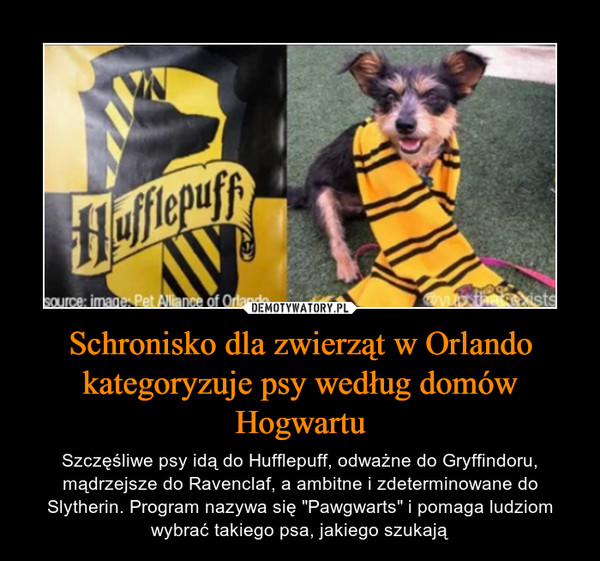 Schronisko dla zwierząt w Orlando kategoryzuje psy według domów Hogwartu – Szczęśliwe psy idą do Hufflepuff, odważne do Gryffindoru, mądrzejsze do Ravenclaf, a ambitne i zdeterminowane do Slytherin. Program nazywa się "Pawgwarts" i pomaga ludziom wybrać takiego psa, jakiego szukają 