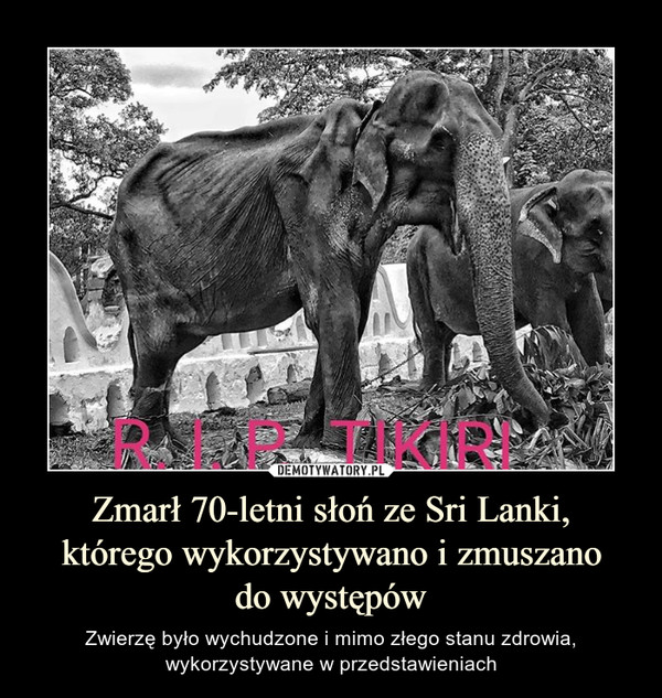 Zmarł 70-letni słoń ze Sri Lanki,którego wykorzystywano i zmuszanodo występów – Zwierzę było wychudzone i mimo złego stanu zdrowia, wykorzystywane w przedstawieniach 