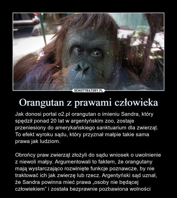 Orangutan z prawami człowieka – Jak donosi portal o2.pl orangutan o imieniu Sandra, który spędził ponad 20 lat w argentyńskim zoo, zostaje przeniesiony do amerykańskiego sanktuarium dla zwierząt. To efekt wyroku sądu, który przyznał małpie takie sama prawa jak ludziom.Obrońcy praw zwierząt złożyli do sądu wniosek o uwolnienie z niewoli małpy. Argumentowali to faktem, że orangutany mają wystarczająco rozwinięte funkcje poznawcze, by nie traktować ich jak zwierzę lub rzecz. Argentyński sąd uznał, że Sandra powinna mieć prawa „osoby nie będącej człowiekiem” i została bezprawnie pozbawiona wolności 