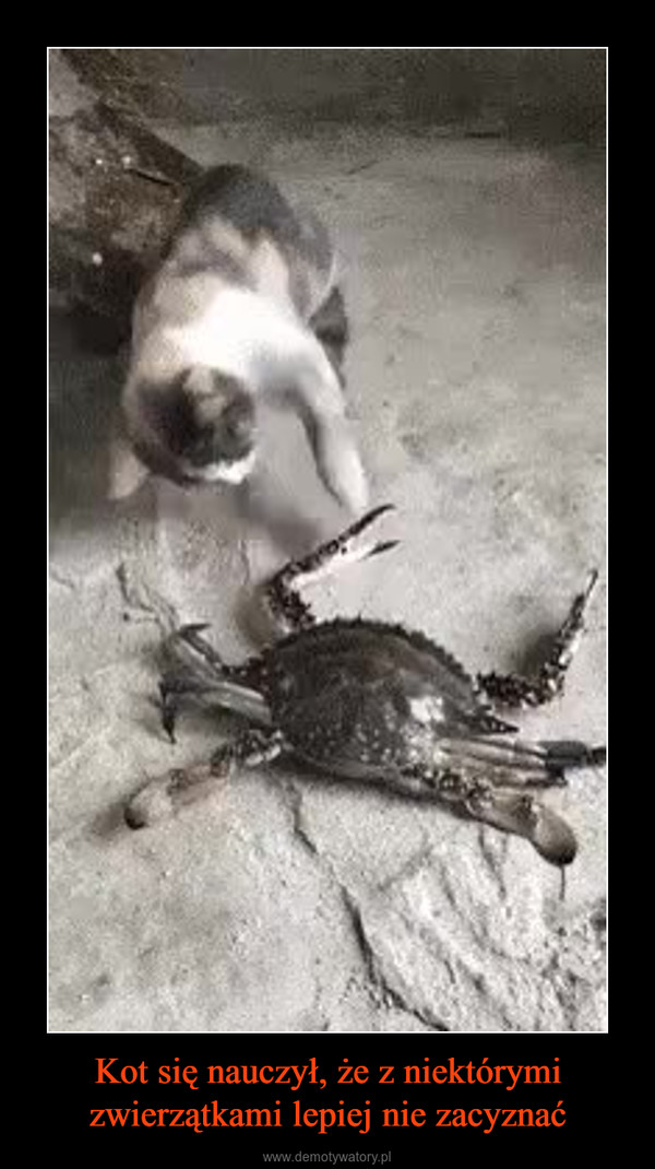 Kot się nauczył, że z niektórymi zwierzątkami lepiej nie zacyznać –  