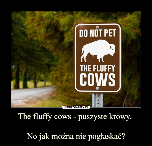 The fluffy cows - puszyste krowy. No jak można nie pogłaskać? –  