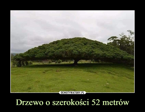 Drzewo o szerokości 52 metrów –  